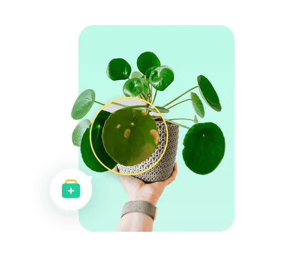 Plant Parent: The Top Gardening Tips - My Care Guide App