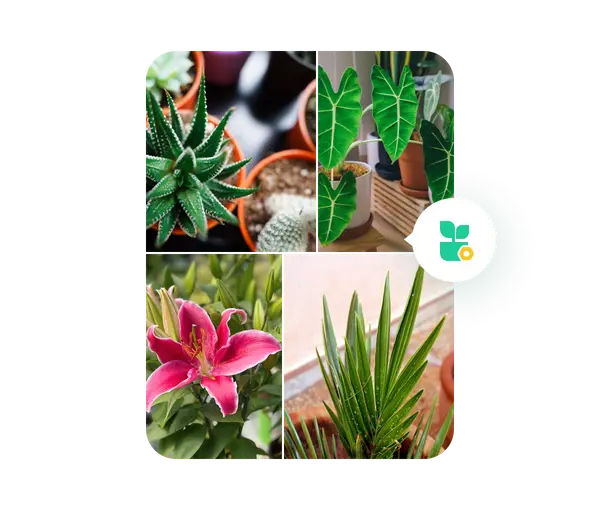 Plant Parent: The Top Gardening Tips - My Care Guide App